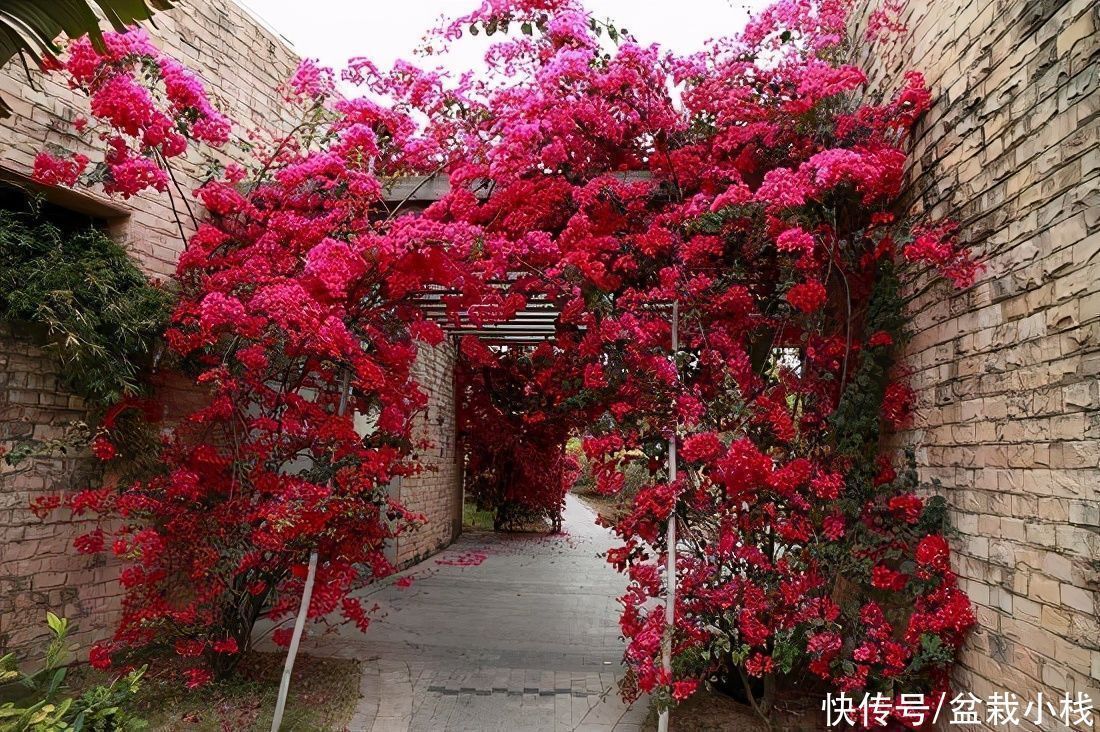 凌霄花|去养花牛人家里，走进院子被迷住，这些花真大气