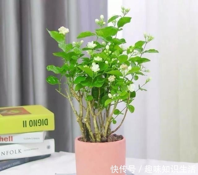 人养花、花也养人,医生喜欢养的八种花,家里养一盆,清雅又健康!