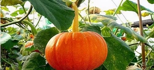 延缓衰老|每天晚上坚持吃3种食物,排毒养颜,延缓衰老,有益健康!