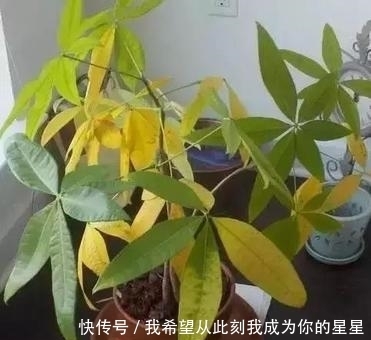 冬天养花“黄叶”怎么办?搞清楚“4个”原因,您的问题就能解决