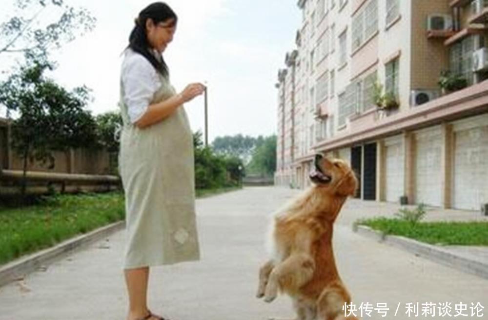 孕妇|和普通人相比，为何狗更喜欢扑孕妇？往往因为孕妈身上几种味道