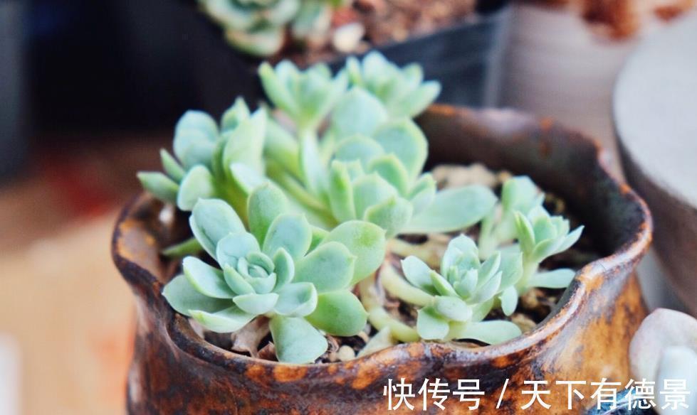 夏季盆栽多肉,叶子干瘪褶皱?内行人才知道原因不止是缺水