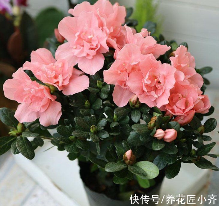 杜鹃花过年都抢着买，但90%的花友都养不好它，因为养它有技巧