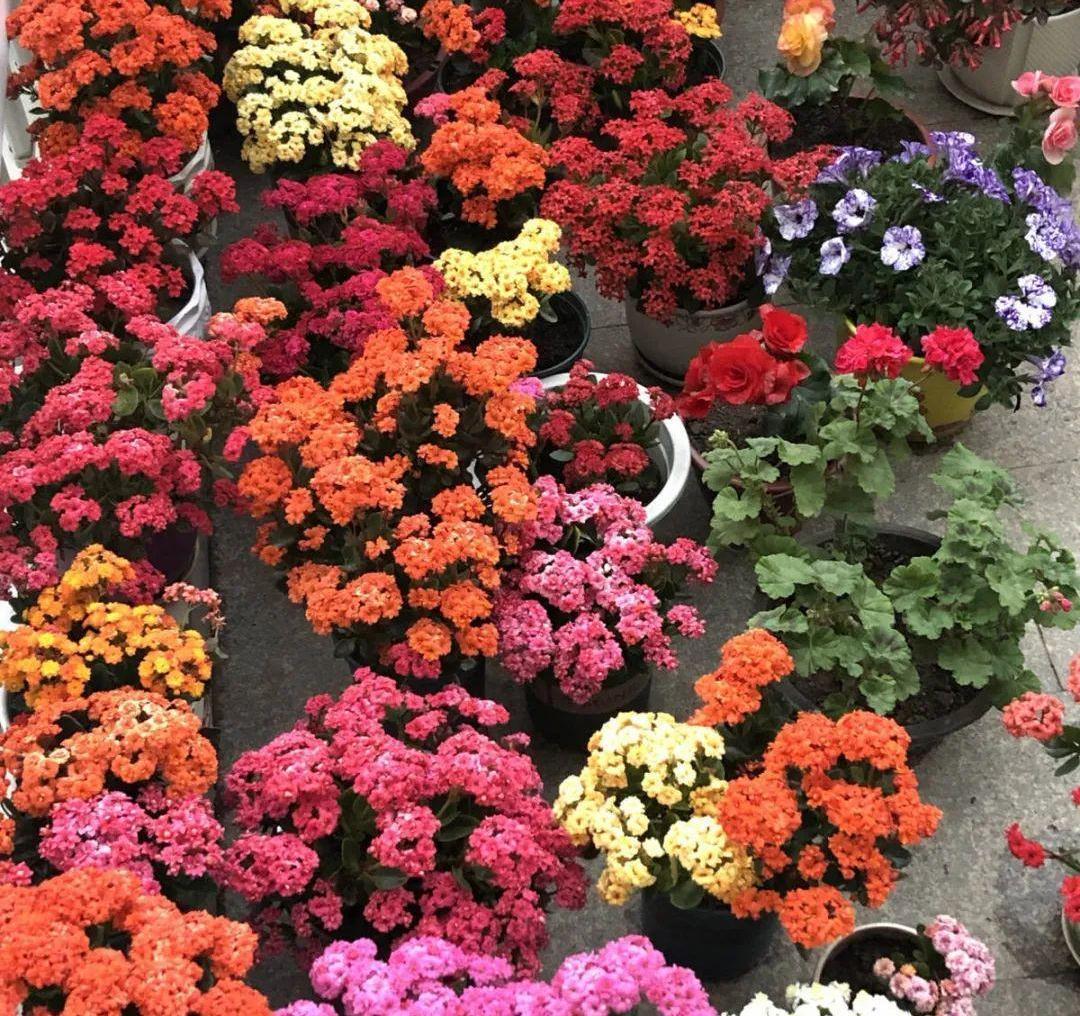 养长寿花,避开5个“坑”,开满大花头,阳台满花球