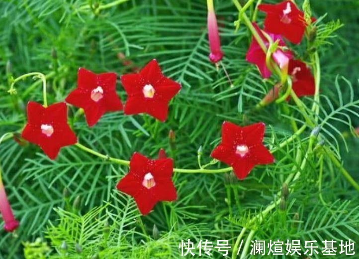 海棠花|最适合新手养的花，沾点水就疯长，开花勤还爱爆盆，美