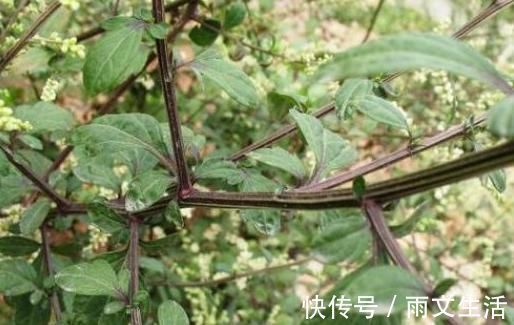 用途|乡下大有来头的野草,名字不平凡,路边常见,其实是消炎良药