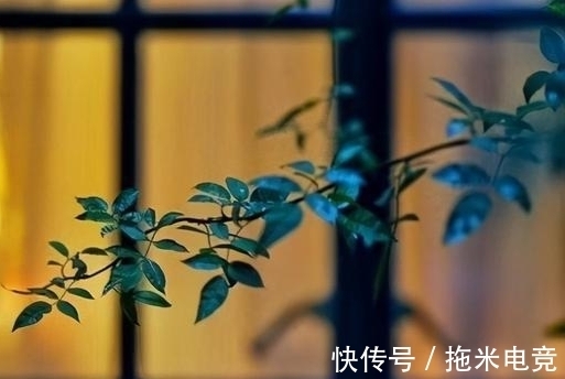 莎鸡振羽|让我们一起温柔地走进,诗中的那些良夜