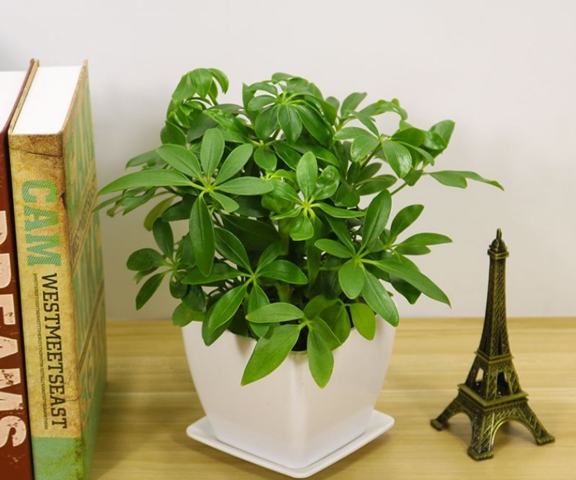 家养鸭掌木，注意这“4点”，长势旺盛，叶片常青，新芽萌发快