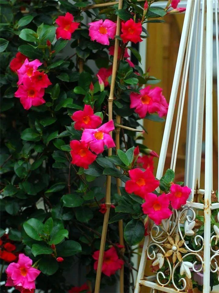 一开就是大半年，枝条沾水就活，根比萝卜还粗！