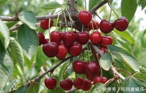 最适合女性的夏季水果，淡斑美白容颜常驻，值得分享