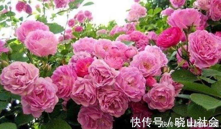 阳台就养4种花,扔土里就能开花,好养又漂亮,美爆了