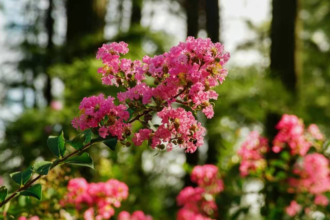 上海植物园$图说│今日秋分，申城“秋老虎”复出发威，“晴热晒”模式重启