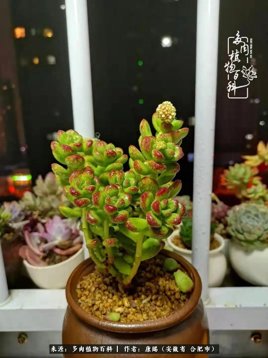 养肉之路,道阻且长,累的是身体,净的是心灵!