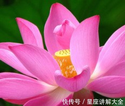 富贵|到了8月份，4属相桃花朵朵，喜事不断，福气进门，迎来富贵