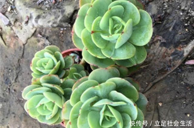 多肉碧桃养护不能按套路,注意这些才能养出果冻色,形状像鸡蛋!