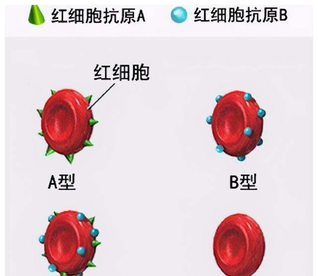 o型血|妈妈血型影响孩子智商？斯坦福大学：确有此事，这个血型有福气了