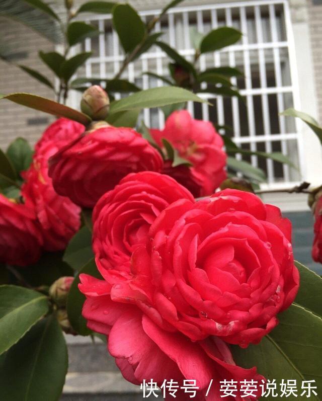 有机肥|养花用什么土好这样“用土”,土不板结,茁壮生长,开花很旺