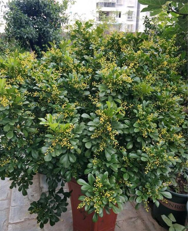 家养米兰花总是长不好，教你4招，开成“爆米花”，比香水味还浓