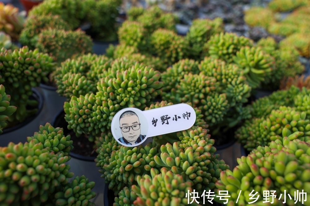 春萌缀、蓝宝石，两种特别可爱的多肉，这么养状态更好