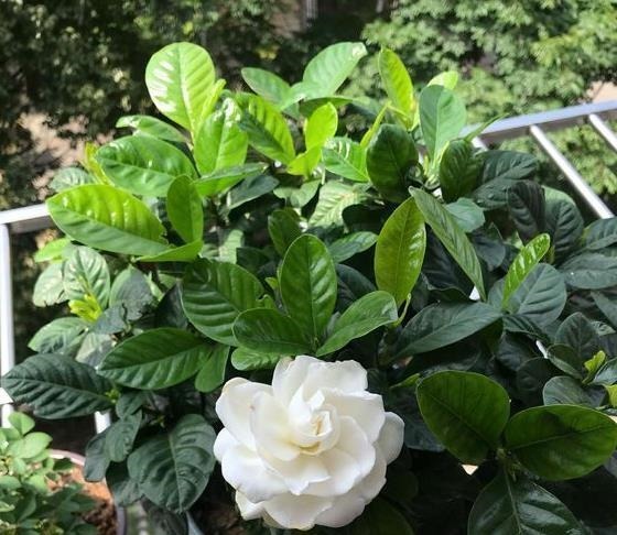 家中常见的6种花是“醋罐子”，多浇点酸水，叶子才能绿得发亮