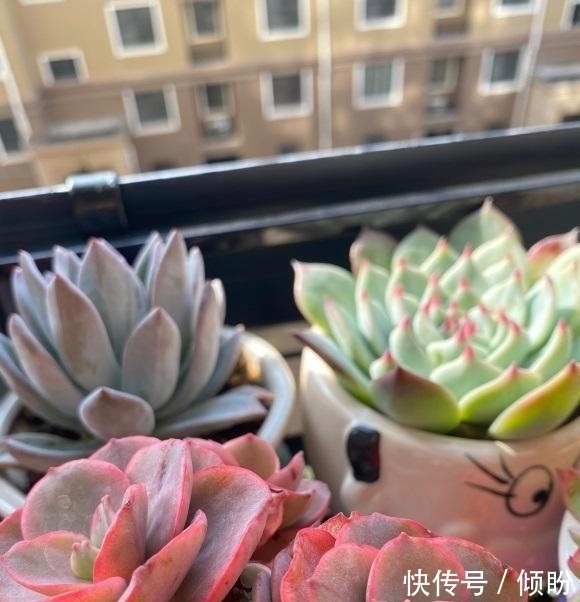 颗粒土养多肉,能养出好状态?小白最容易吃亏,状态跟土没关系