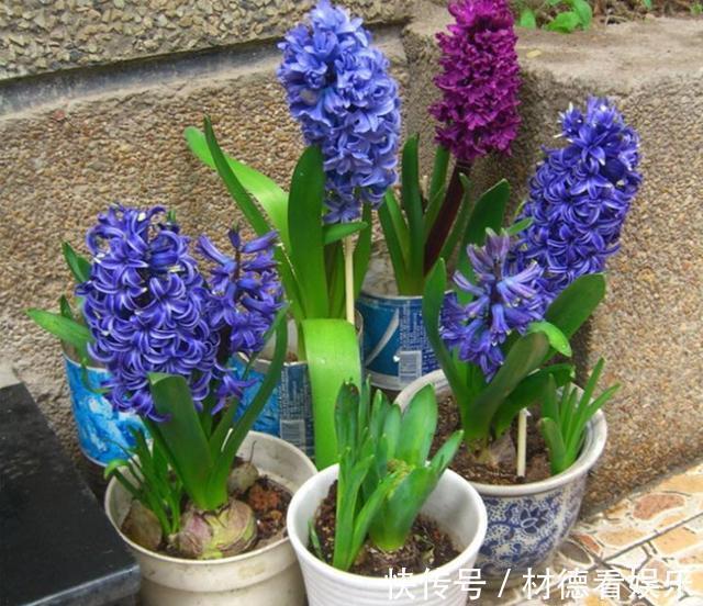 透水性|养花配土加点“它”,土壤透气有营养,根系满盆,植株健壮开花多