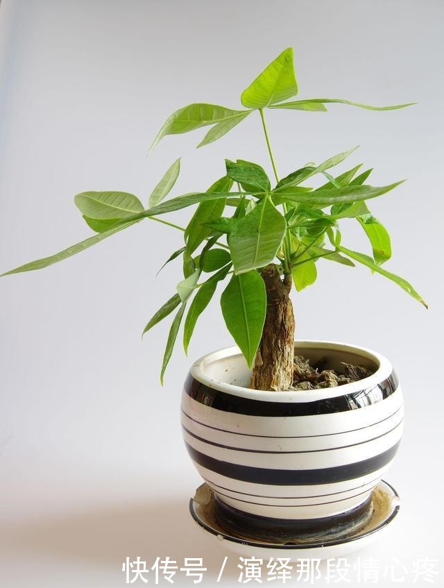 客厅养“3钱4财”,好看又好养,新手反倒看不上!