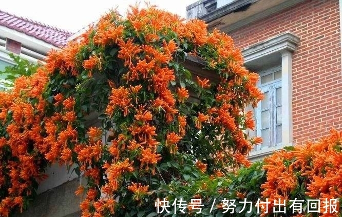 过年在朋友家住,院子设计太美了,满院子都是花卉,拍给大家看看