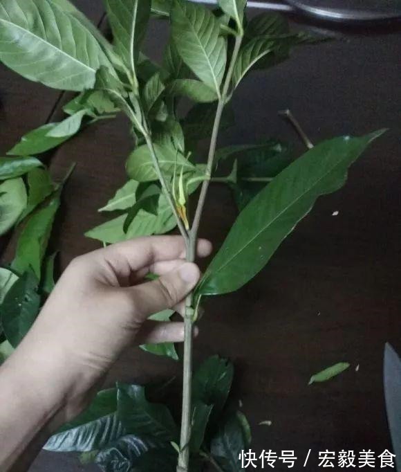 天竺葵|3种懒人扦插法,插啥都活,大白根蹭蹭冒!