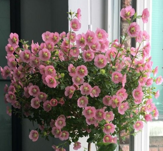 养花就养个花期长的，花大色艳，花朵烂漫迷人，美爆了