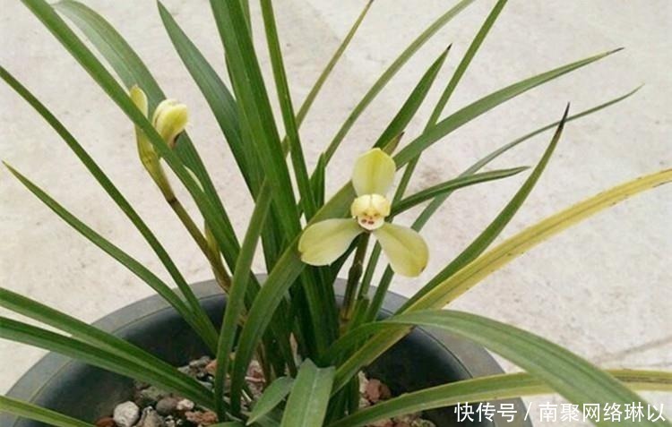 柳树枝|养兰花,给它喷点“生根水”,大白根直冒,长得肥肥壮壮!