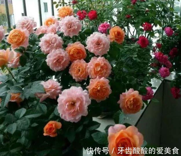 4种花好养又漂亮,花朵大花期长,越长越旺,花香四溢!