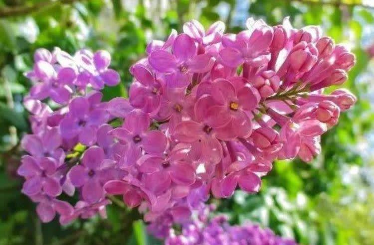 “4种花”漂亮又好养,四季花开不断,花量大不操心,越养越喜欢