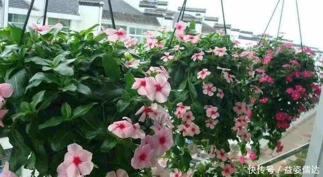 三月初,这“四朵花”任意养长,枝叶绿,花开,一年到头都在开花