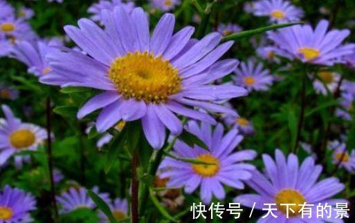 欧月藤月|花期长达200天，好养漂亮，花色鲜艳，越晒花开越多，超美