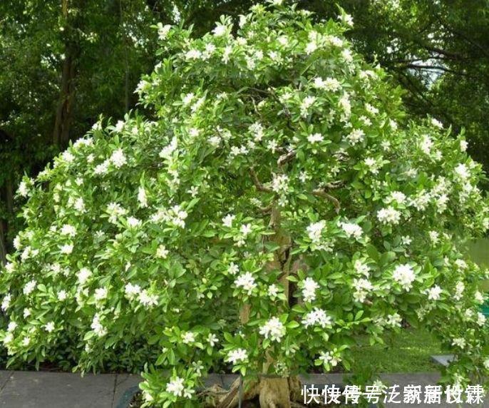 5种花赶快养起来,一年四季成“花海”,大家都抢着买