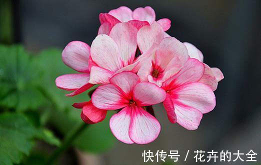 施肥|天竺葵不开花怎么办，注意4个方面天竺葵就能很快开花了