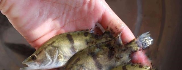 此乃“鱼中上品”我国特有，新鲜的味道鲜美，放臭后也是极品美味