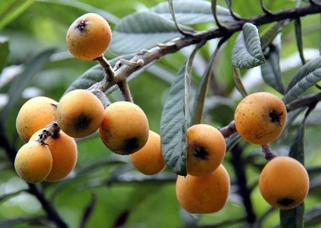 成熟|农村才有的奇特美味野果,吃过十种以上算你牛,城里人见得少