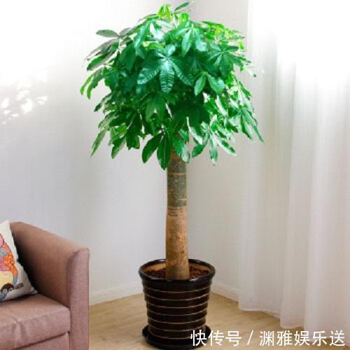 花期|这4种花发现不长个,直接关在“小黑屋”,枝干壮实,花期能提前