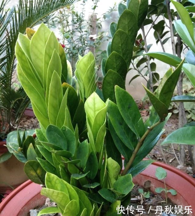 铜钱草|6种“聚财花”,养在家里好兆头,漂亮又大气,还有好运满满