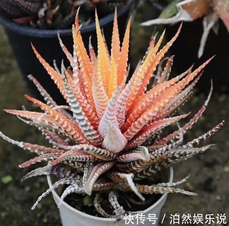 5种客厅“懒人花”,耐阴又耐旱,天天不管它,挤出满盆大笋芽