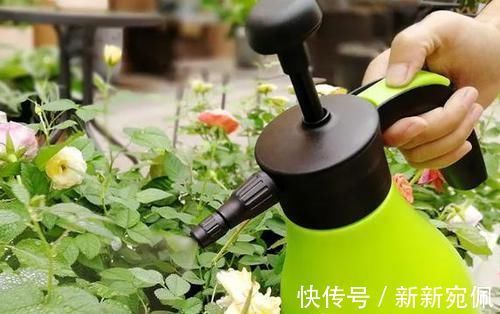 花卉|养花法宝：多菌灵、硫酸亚铁、磷酸二氢钾，到底该怎么用？