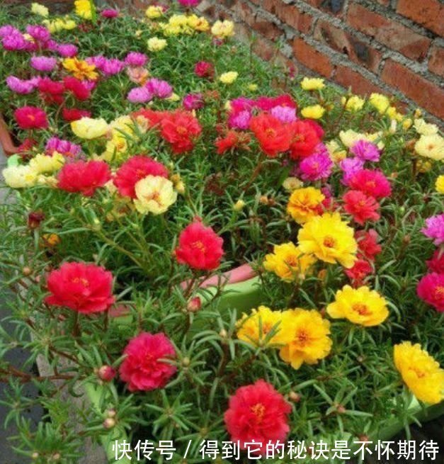 庭院选这几款花，花姿妖娆，香味扑鼻，一养就上瘾！