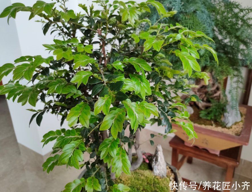 养花总烂根怎么办？预防是关键，做好这7点，想烂根都难