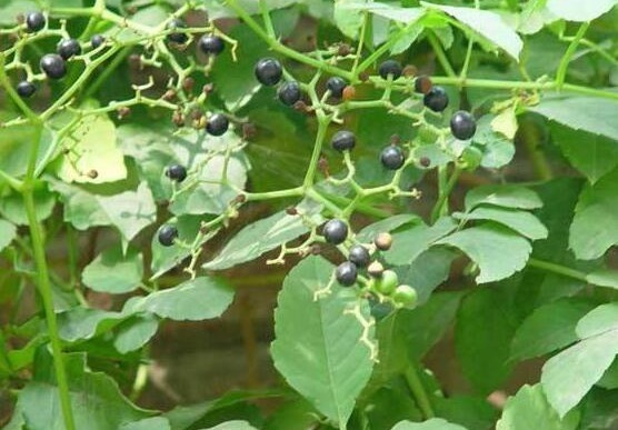 喉咙|农村常见的五龙爪，以下植物的药用价值很高，你食用过么