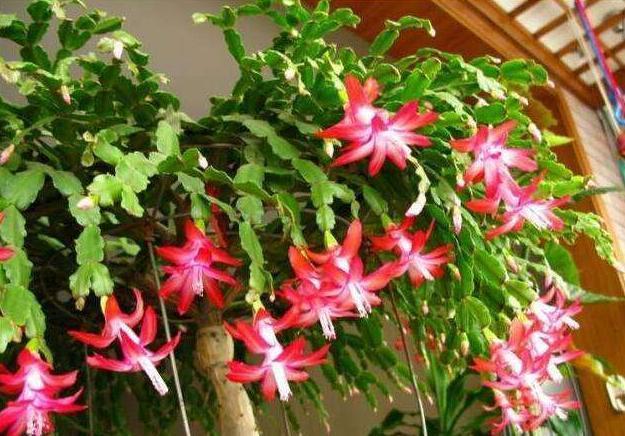 蟹爪兰度夏，经常喷点“这种水”，叶片不瘦不脱落，安稳过夏天