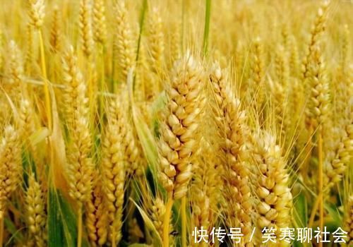 食物既然都是很晚才从外国传入,那老祖宗们吃什么?