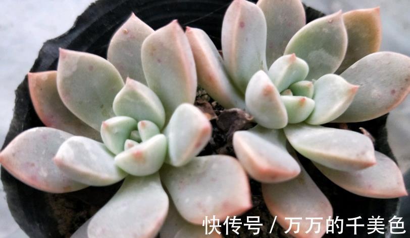 爆盆|适合新人养殖的5款多肉，它们好看又易爆盆，拿来练手正好