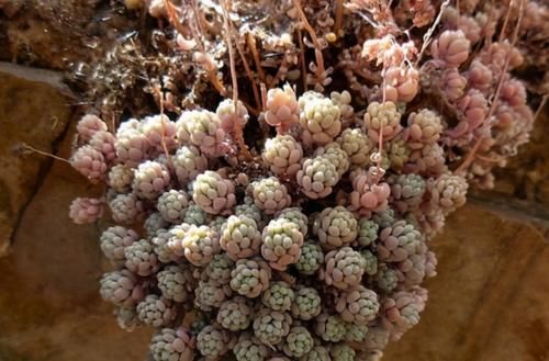 冬天给多肉施肥？最好不要，多肉要么吸收不了，要么会长成“菜”